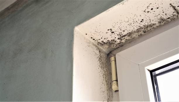 Best Real Estate Mold Inspection  in Atlanta, TX