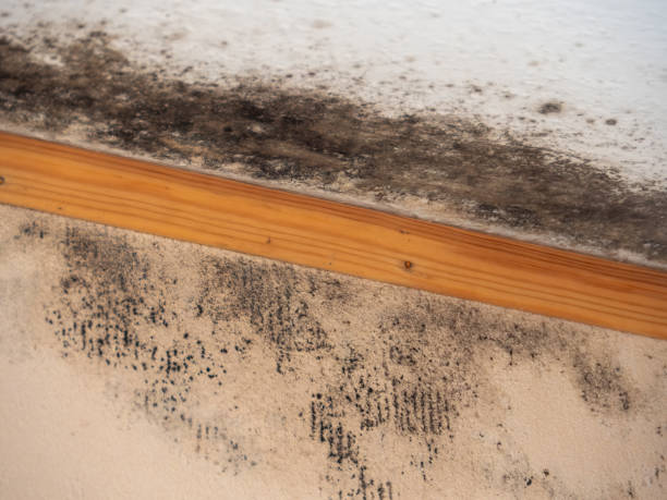 Best Dehumidification Services  in Atlanta, TX