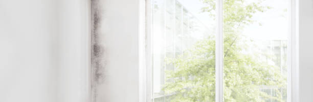 Best Mold Removal for HVAC Installations  in Atlanta, TX